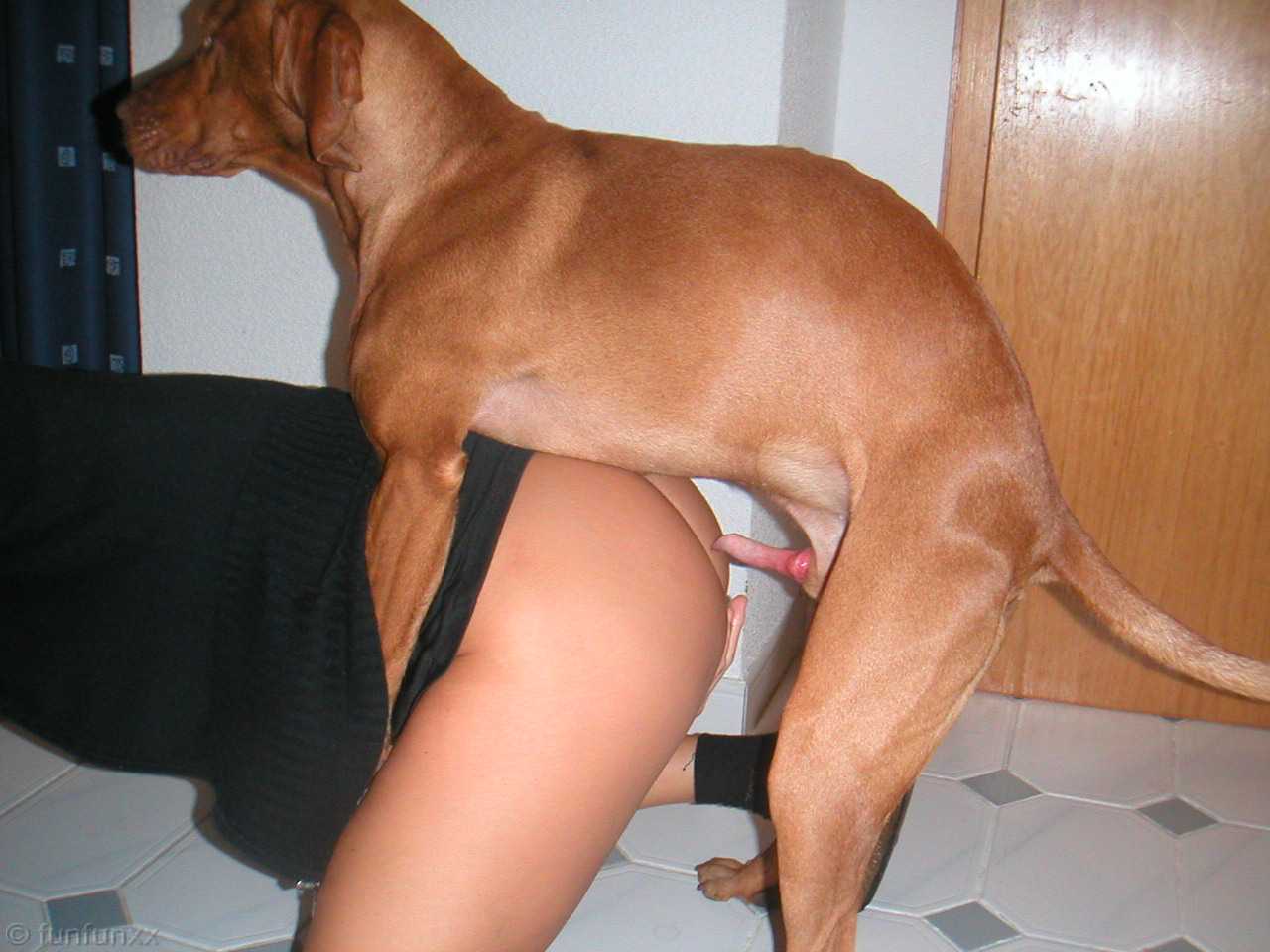 Dog sex pics