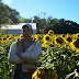 Area Farmer Finds Success With Fields Of Sunflowers:
