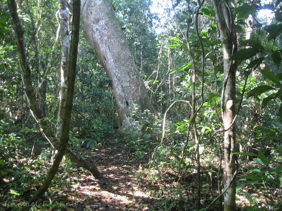 Thick vegetation inside Phukhieo Wildlife Sanctuary