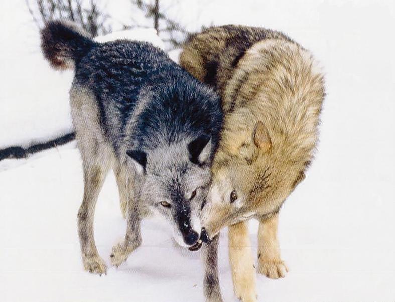 Wolf Love