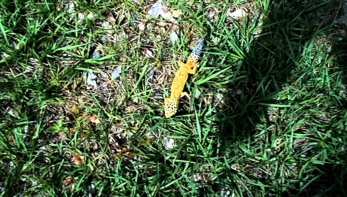 Wild Leopard Gecko in Pakistan   YouTube Wild Leopard Gecko in Pakistan   YouTube