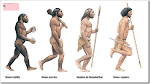 Evolución de los humanos por el Proceso de Hominizacion