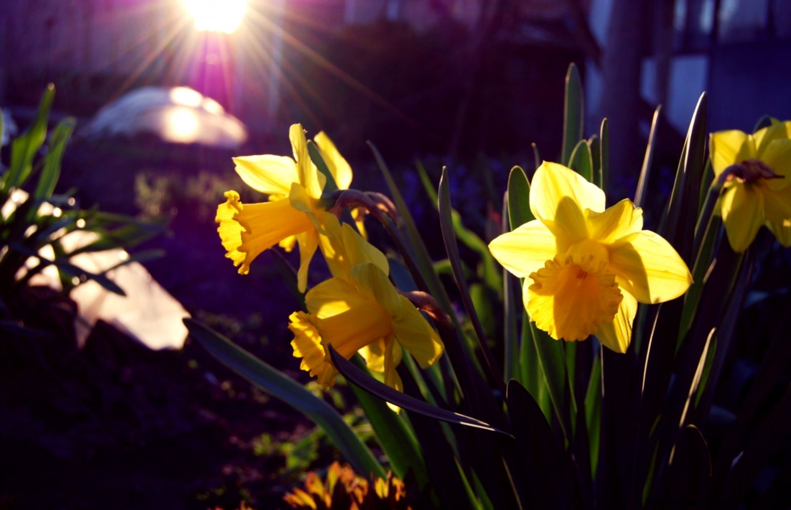 Daffodils Flowers Yellow Jar Water 6956691 Daffodils Flowers Yellow Jar Water 6956691