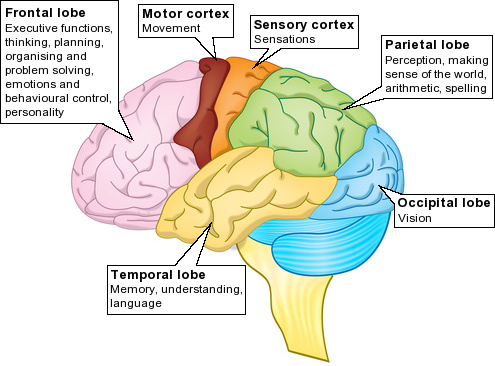 Medical Knowledge: Parts Of Brain