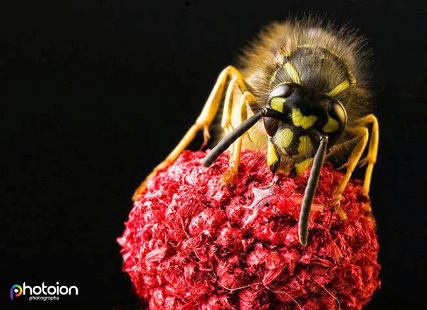 Up close and personal, learn Macro Photography with Photoion London UK, photography courses, macro photography course, photography news