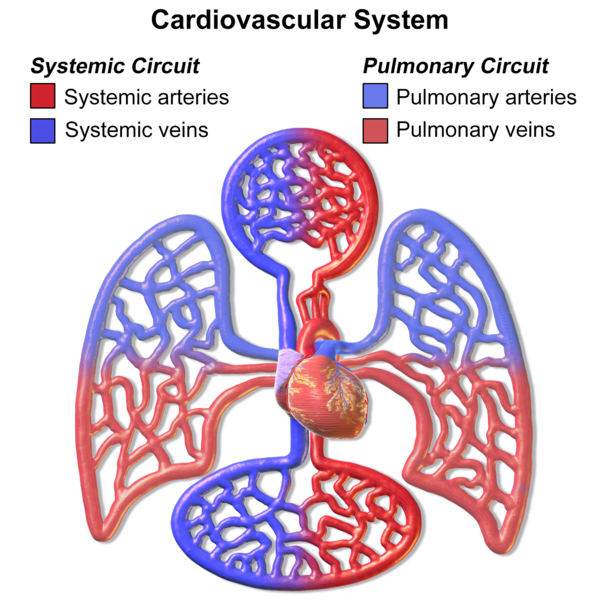 1.2.5 Circulatory System in Humans - SPM Biology
