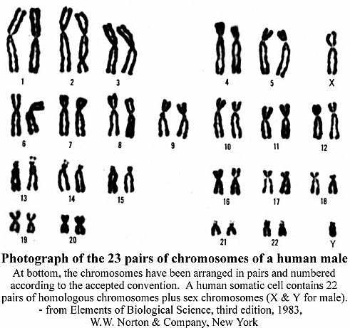 chromosomes cell genes study hard look good source