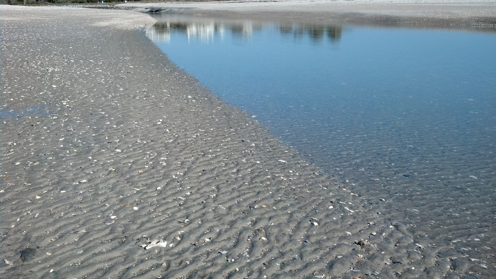 Square Bottom Adventures Edisto Beach Fossils