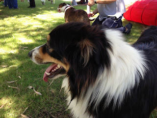 Australian Shepherd dog trekking in Oeiras