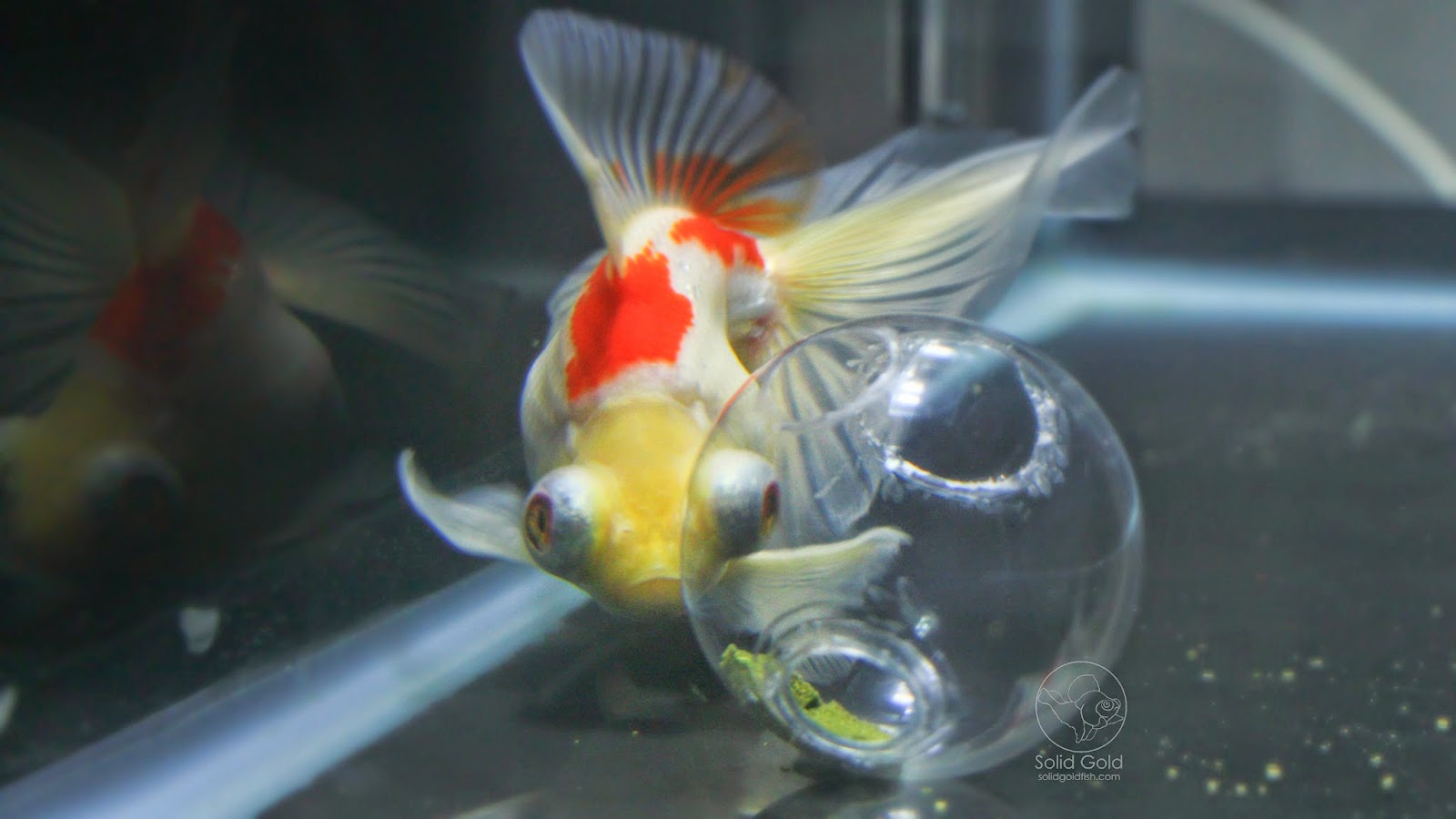 feeder goldfish feeder goldfish
