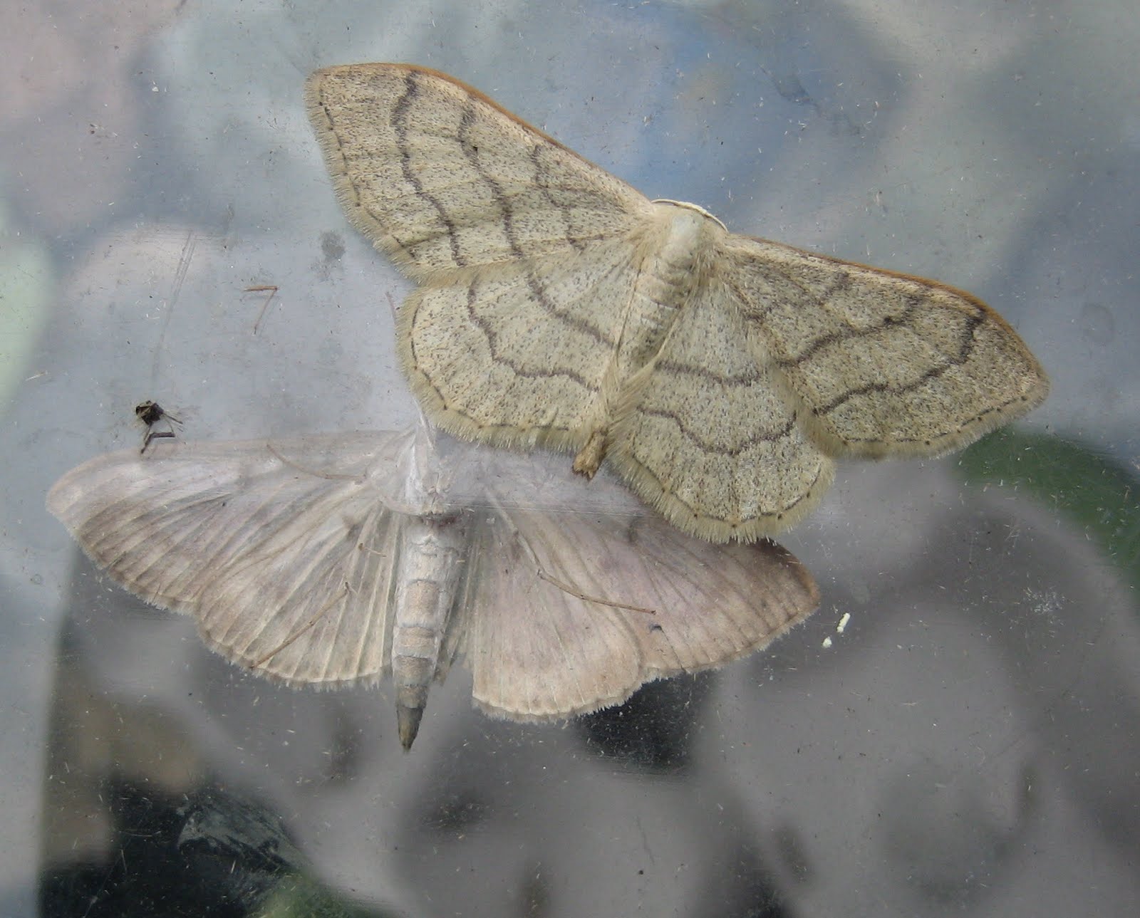 Type Of Moth Crossword Clue