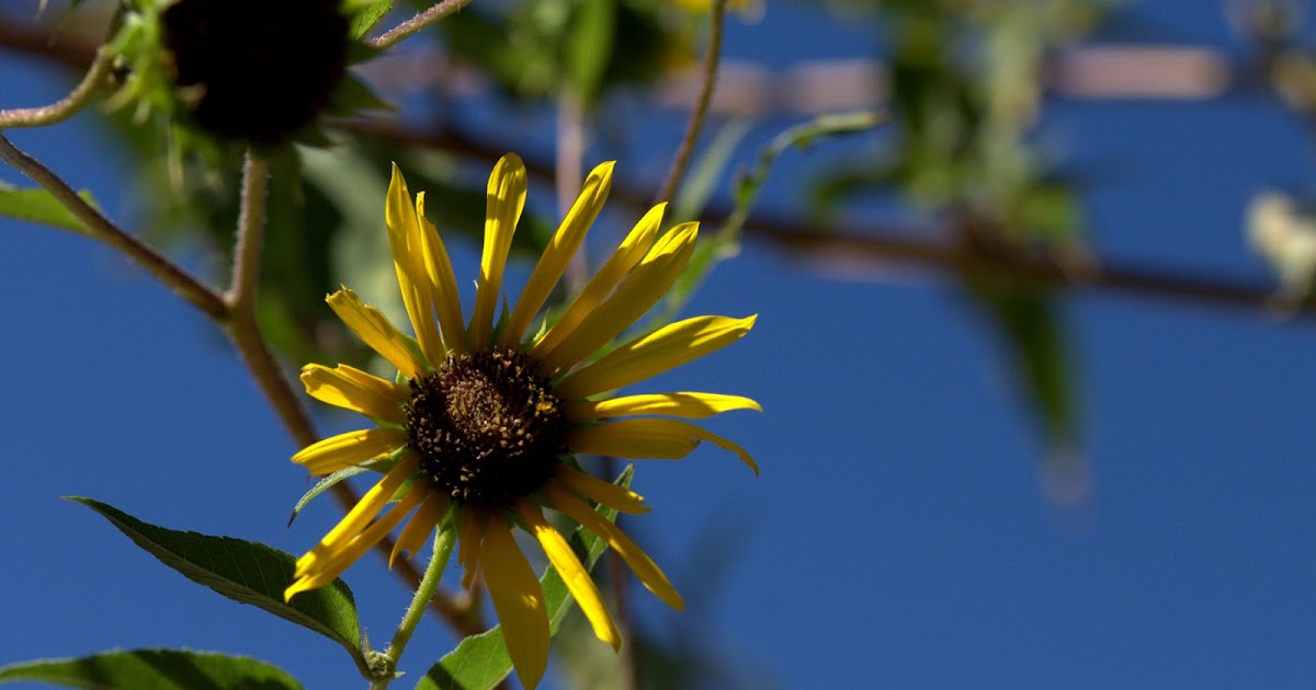QuiltinCats Summer Days (Tucson, AZ)