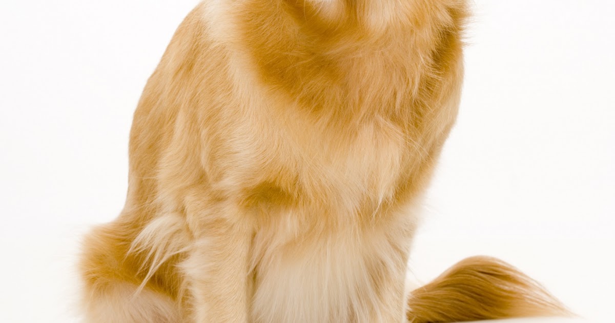 Klartext Hund Welche Hunde und welche Hunderassen sind gefährlich?