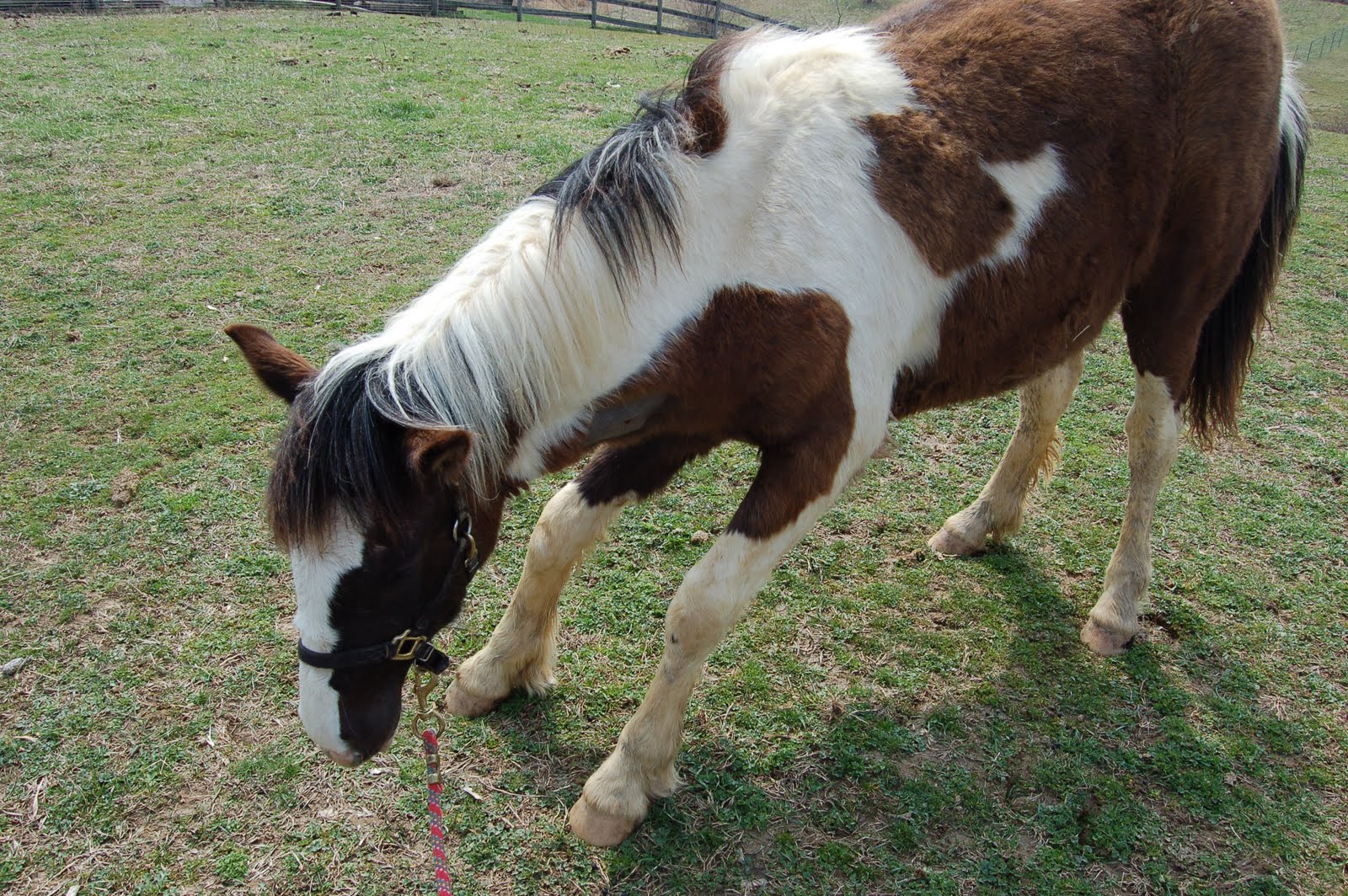 Life on the Funny Farm Farm Friday The Testicles Have Left the Building