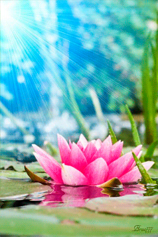 Decent Image Scraps: Lotus Flower Animation