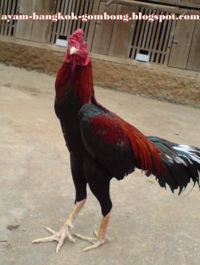 Ciri Ayam Bangkok Ideal Gombong Ciri Ayam Bangkok Ideal Gombong