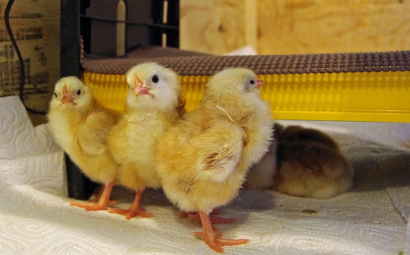 Care for Your New Chicks Community Chickens