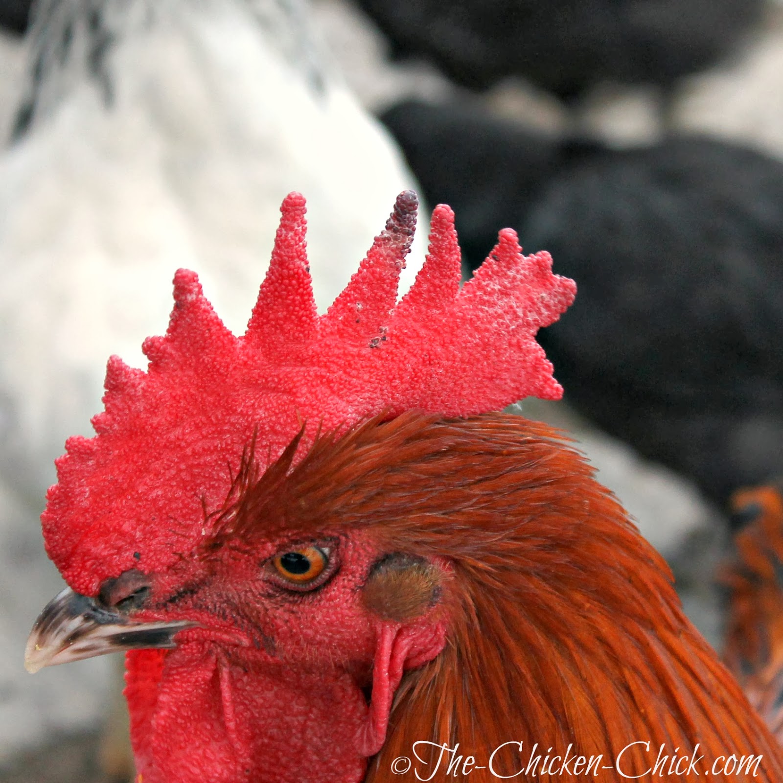 Frostbite in Backyard Chickens Causes, Treatment & Prevention The