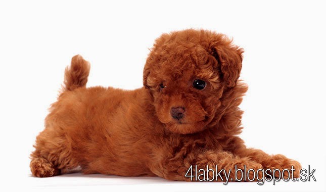 Big Lazy Hypoallergenic Dogs Big Lazy Hypoallergenic Dogs