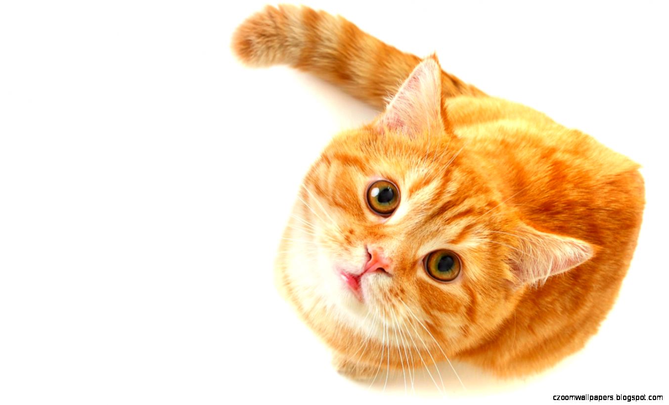 Cat Yellow HD Wallpaper 1006 Wallpaper Cat Yellow HD Wallpaper 1006 Wallpaper