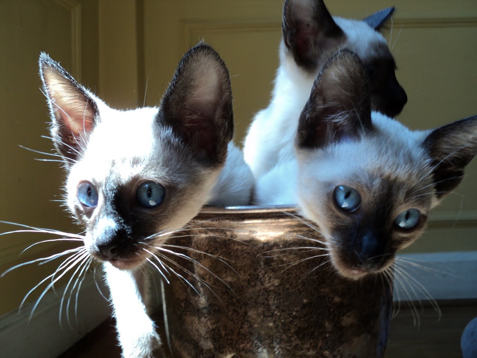 Orientalia Gatos Orientales Siameses Macho O Hembra