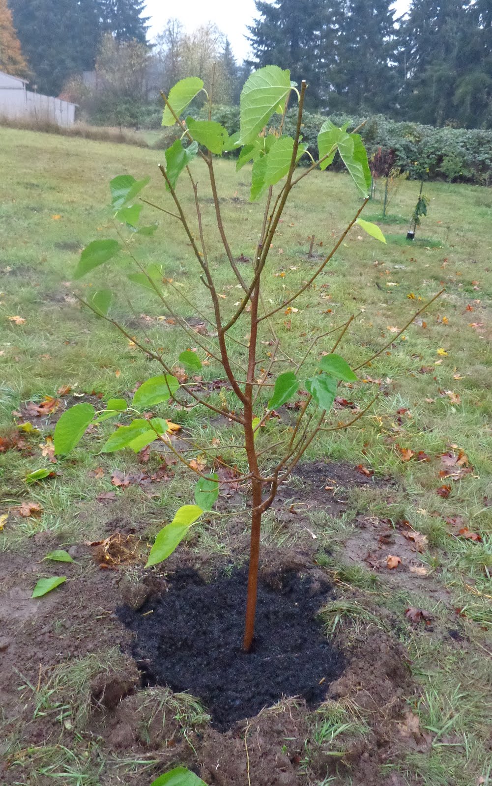 growing greener in the pacific northwest moving a small mulberry tree growing greener in the pacific northwest moving a small mulberry tree