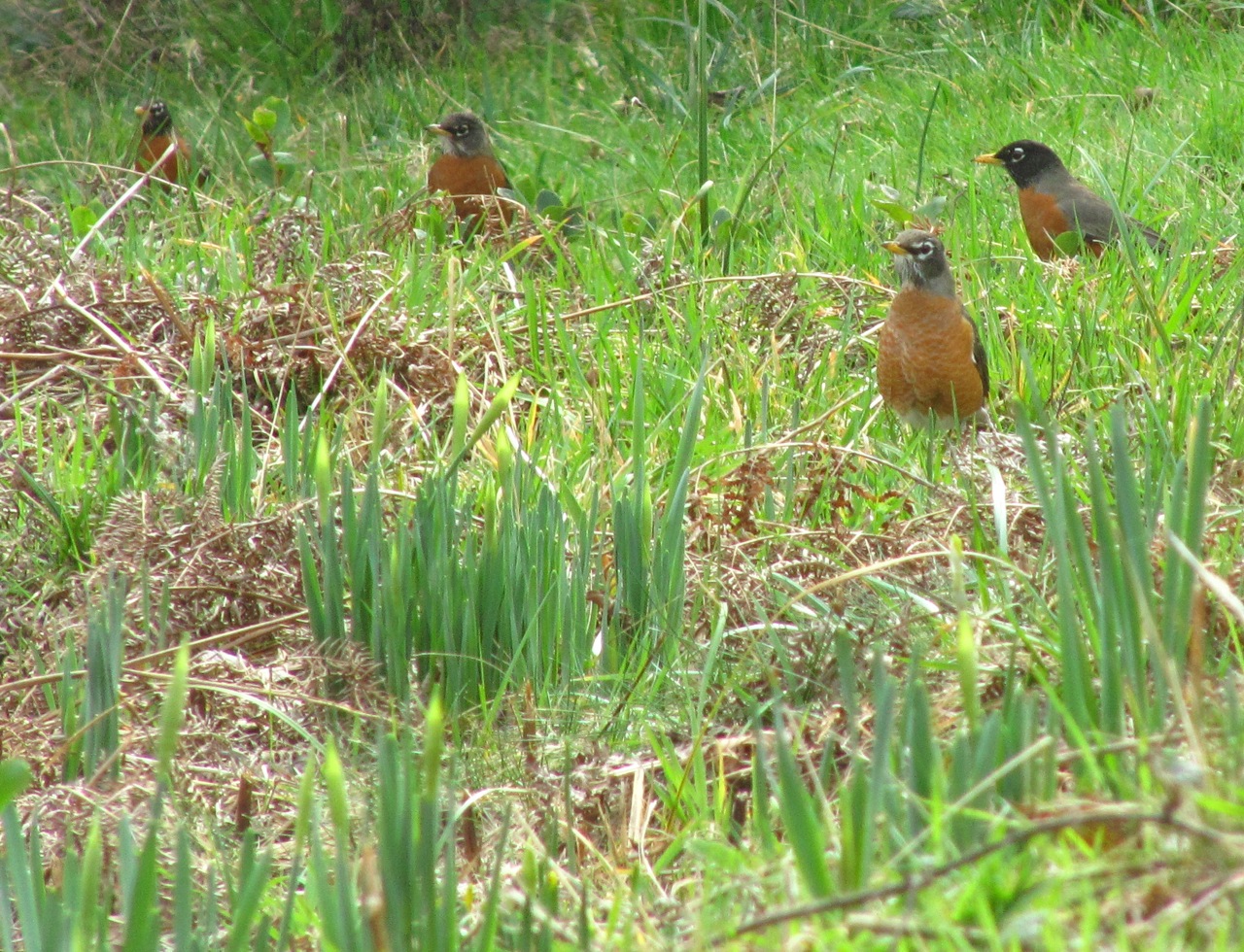 Musing on Beaver Creek Marsh Robin Returns
