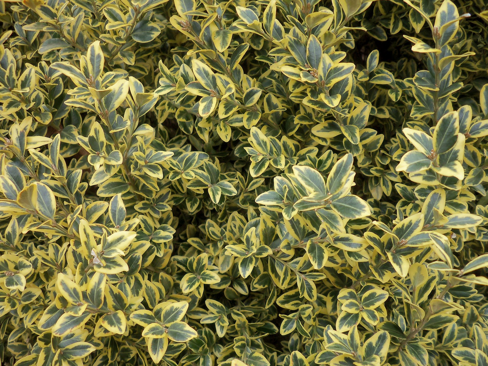 Find Some Euonymus For Your Garden