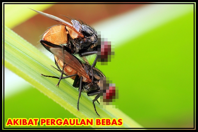 all about us akibat pergaulan bebas all about us akibat pergaulan bebas