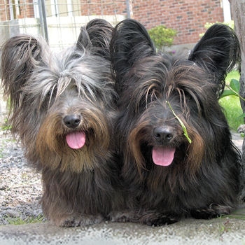 Puppies Pictures Information Skye Terrier Puppies Pictures