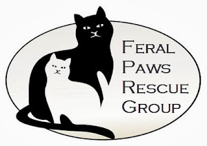 Saving Domestic + Feral Cats From High-Kill Shelters