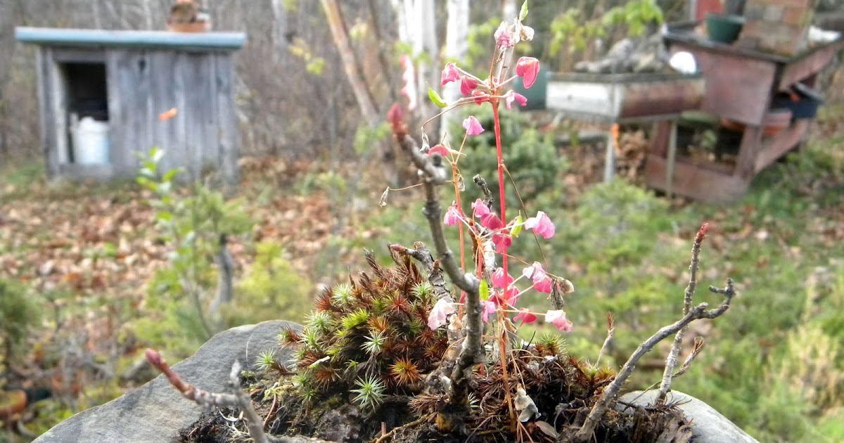 BYTES Bonsai Winter Care