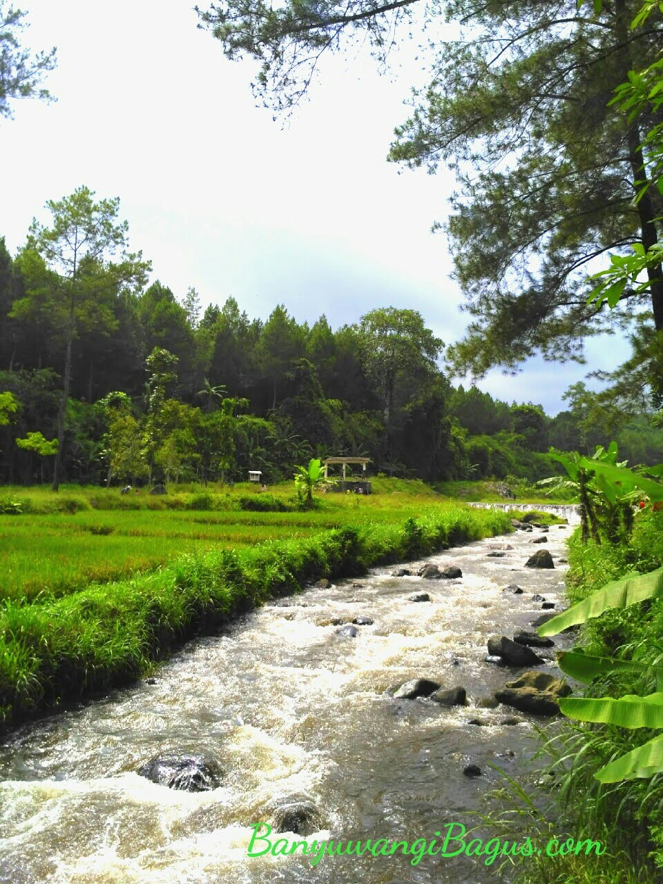 WISATA HUTAN PINUS SONGGON, SPOT SELFI TERKINI DI BANYUWANGI