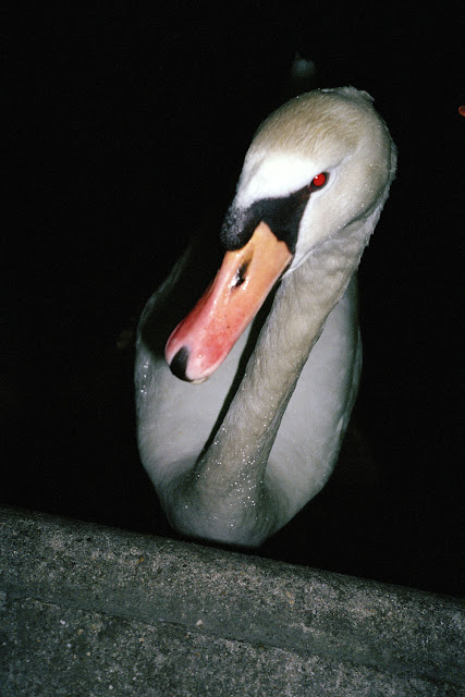 cygne.jpg