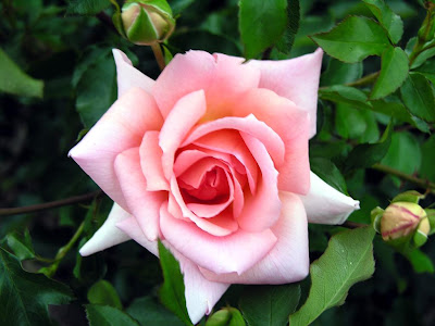 Rose Flower's Picture Rose Flower's Very Beautiful Image