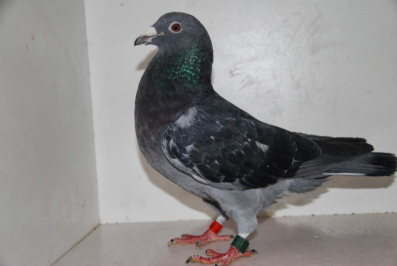 AMERICAN RACING PIGEON UNION WESTERN OPEN II