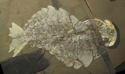Anomalocaris fossil