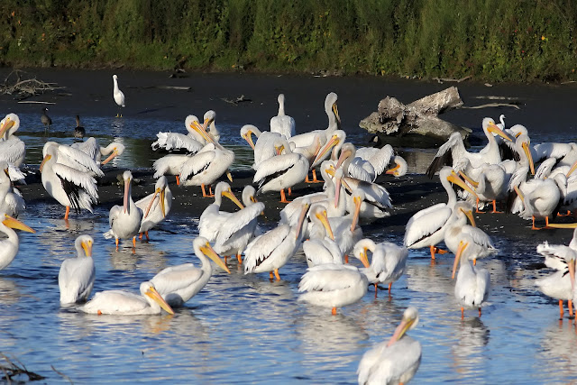American White Pelican Flock