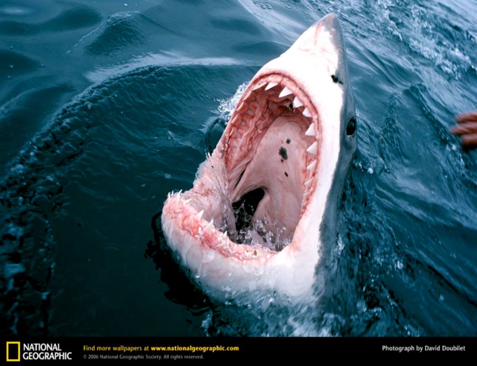 Great White Shark Inside Mouth Great White Shark Inside Mouth
