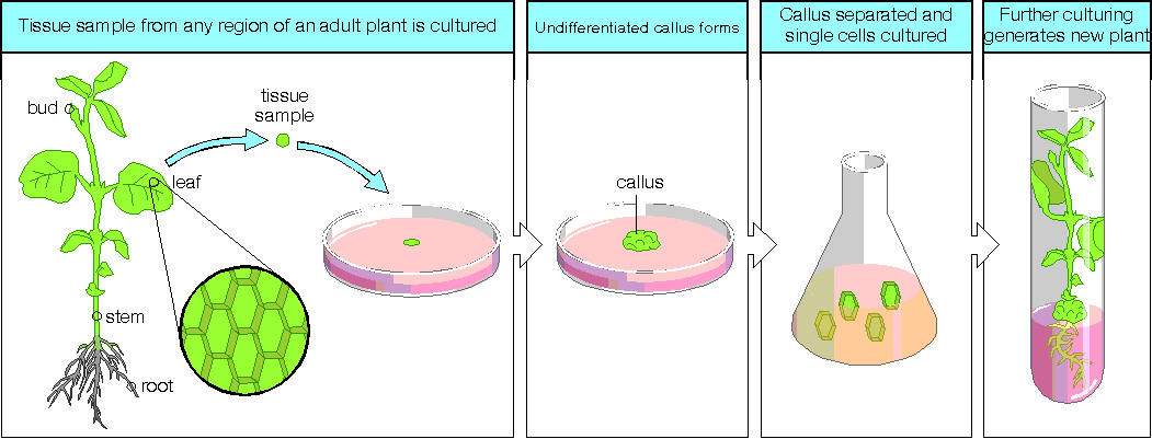 Plant Tissue Culture: A Biotechnological Methods to propagate plants for  conservation of Biodiversity