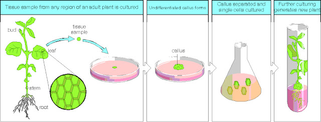 Download this Plant Tissue Culture Biotechnological Methods Propagate Plants picture