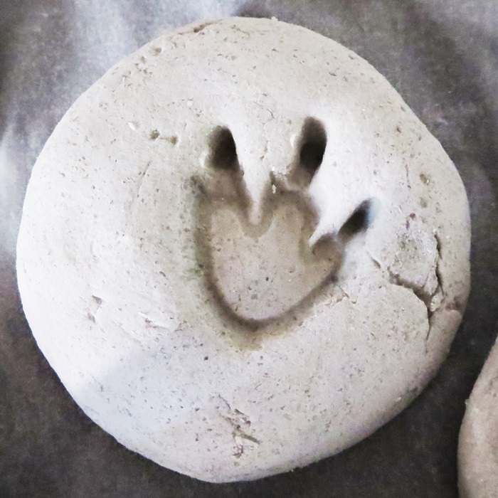 Studiamando Liberamente Fossili Calchi E Impronte Di Dinosauro