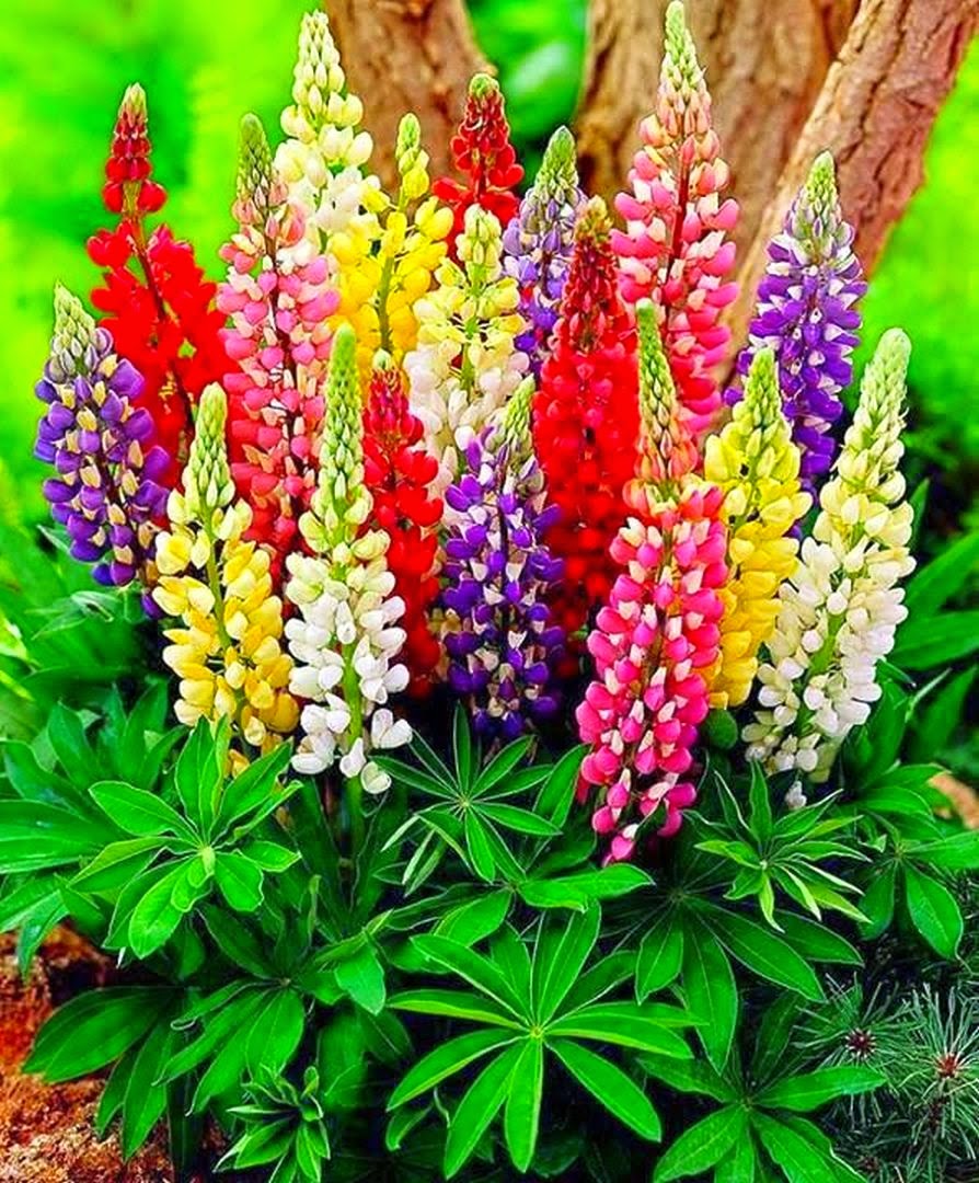 The Nicest Pictures Herbaceous Perennial Plant