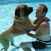 Είναι θεραπευτικό το κολύμπι για τον σκύλο;