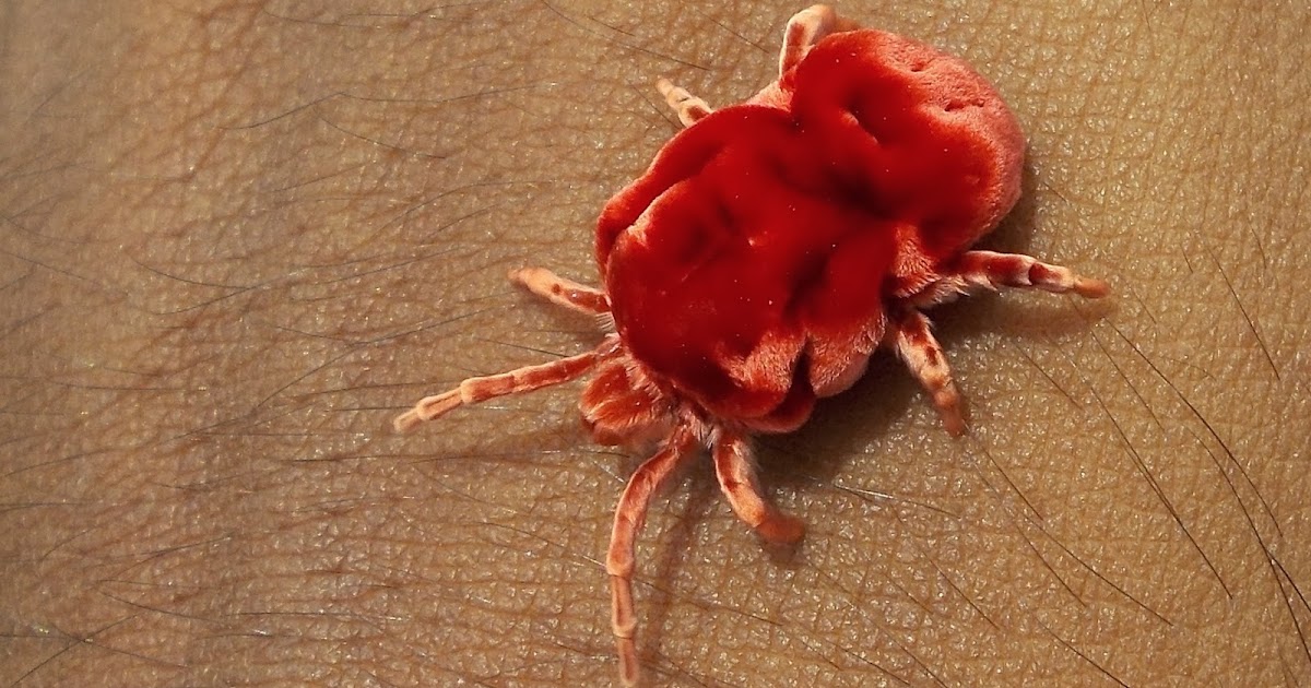Biodiversity of Bharathidasan University Giant Indian Velvet Mite or