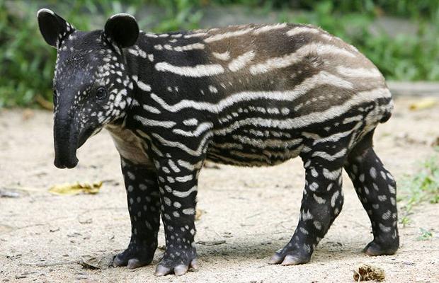 Tapir