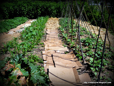 A Way to Live: No-Till Polyculture