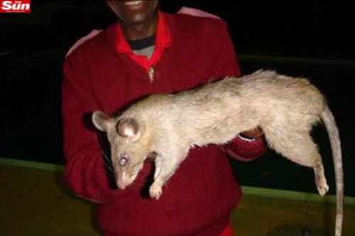 Opinião Mijiniana: Os ratos gigantes de Gâmbia