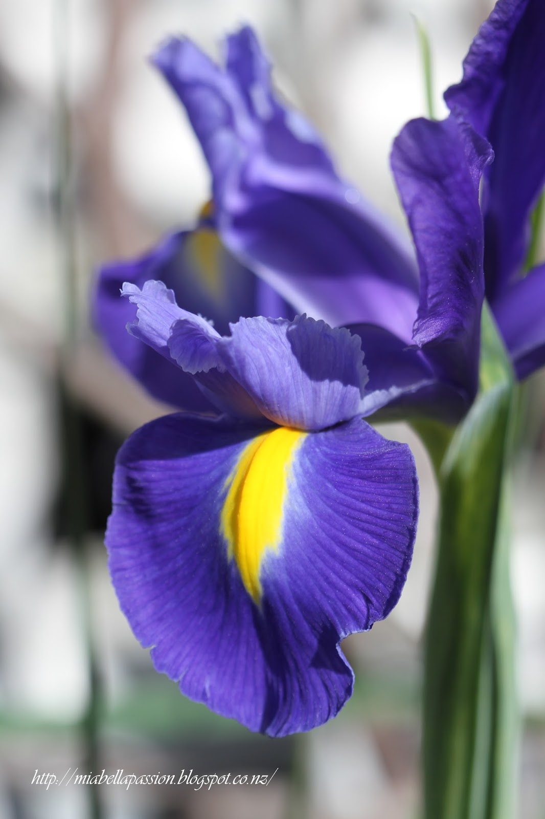 Mia Bella Passions Dutch Irises...