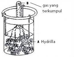 Tugas Tugas Q Laporan Praktikum Biologi Ingenhoust Pada Hydrilla